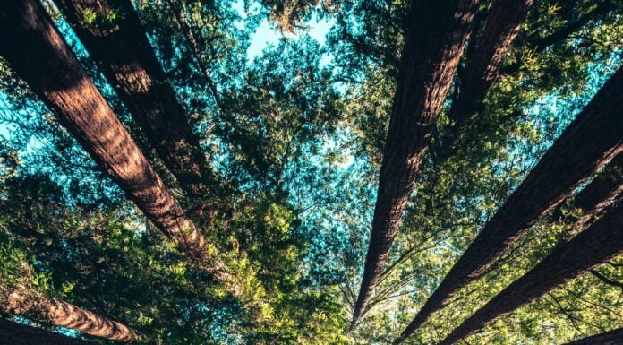 Piantare un albero per ogni nuovo nato, la normativa non applicata dai comuni