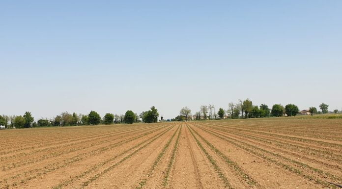 Agricoltura, lotta alla desertificazione: il progetto Enea
