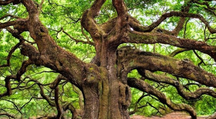 Giornata nazionale degli Alberi forestazione urbana