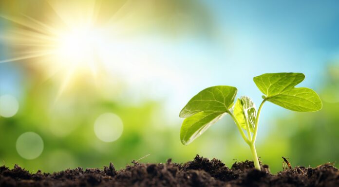 Legge di Bilancio, tutti i provvedimenti in favore dell’ambiente