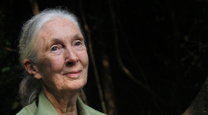 Jane Goodall: “Abbiamo bisogno di un’economia più verde. Il cambiamento è in atto”