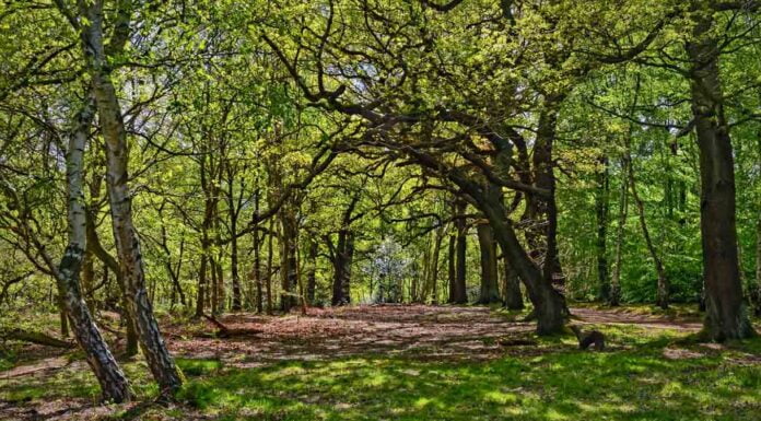 Presentato il quarto rapporto sul capitale naturale italiano: “Pnrr grande opportunità per ambiente”