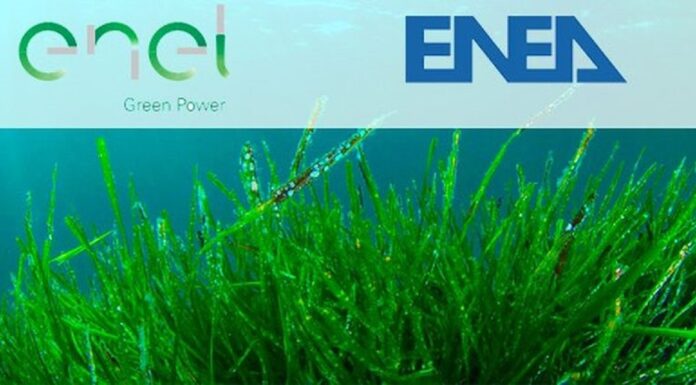 Agrivoltaico, accordo fra Enea e Enel per un progetto pilota