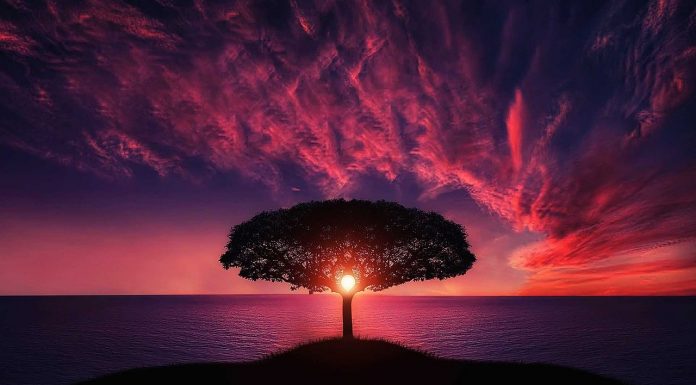 “Giornata nazionale degli alberi”: l’importanza del polmone verde del mondo