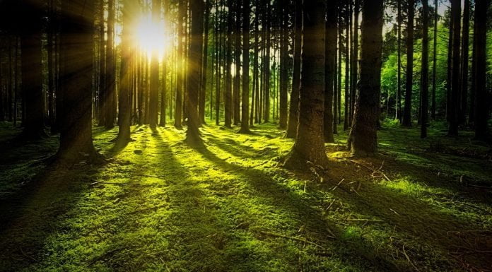 Il Report Foreste 2021 di Legambiente: annus horribilis per l’Italia