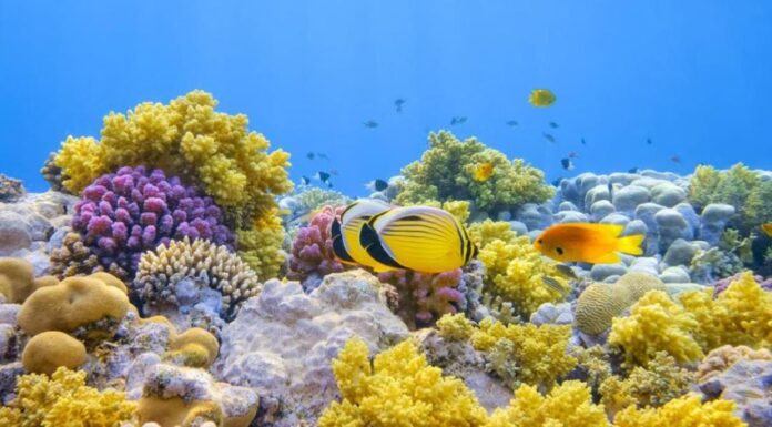 L’ONU ratifica il Trattato dell’Alto Mare: ora servono azioni concrete Importante passo con la ratifica dell'Onu del Trattato dell'Alto Mare ma serve l'approvazione degli Stati firmatari e leggi nazionali. Marevivo: "L'Italia sia la prima"