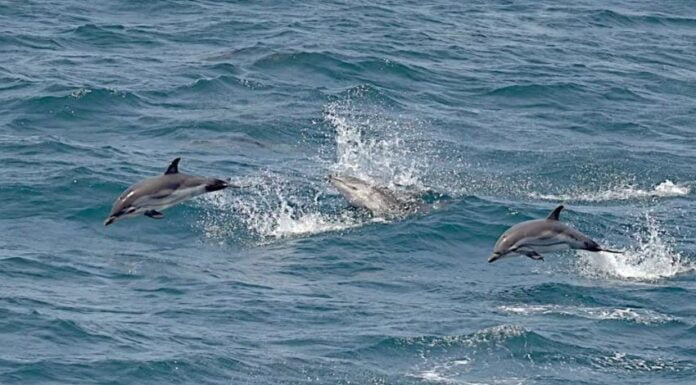 Biodiversità marina da tutelare, possibile con Sea Marvel Tutelare la biodiversità marina e valorizzare i Siti Natura 2000. Gli obiettivi del progetto Interreg Italia – Malta “Sea Marvel – Save, Enhance, Admire Marine Versatile Life”