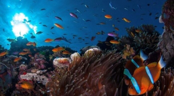 Trattato dell’alto mare firmato da 82 Paesi Firmato da 82 Paesi il primo trattato internazionale per la protezione dell’alto mare. Per l'entrata in vigore mancano ancora le ratifiche dei singoli Stati